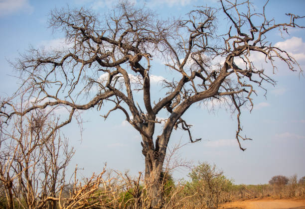 istock African savannah arid landscape, Bare tree on the reddish dirt road side, blue sky 2188410157