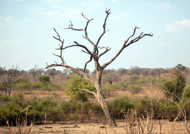 Impalas (Aepyceros melampus) in Kruger National Park, South Africa.