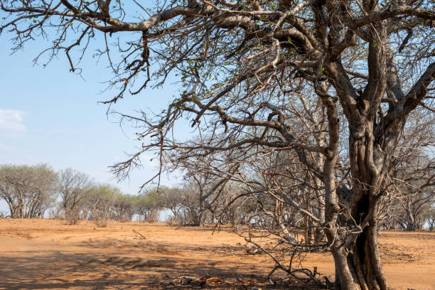 istock African savannah arid landscape, Bare tree, blue sky 2188410188