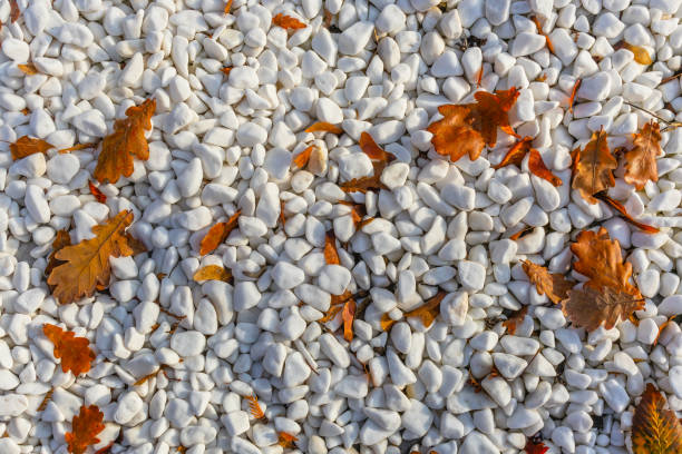 Pebbles white with yellow fallen autumn leaves. Decorative marble pebbles natural stone close-up. Garden design