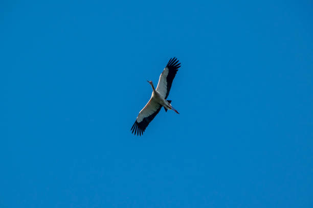 Flying heron over clear blue sky low angle view shot, los cerrillos, canelones department, uruguay