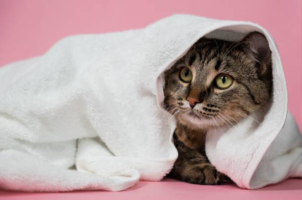 istock Striped cat wrapped in a white towel on a pink background. 2188411505