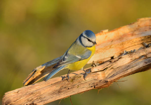 Bluetit, Titmouse, close-up, selective focus