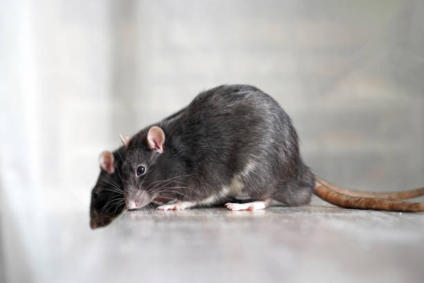 istock Closeup of two black pet rats sitting on a table 2188411918
