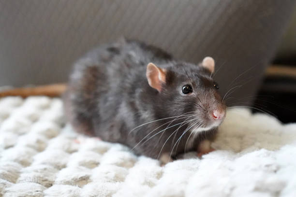istock Black rat close-up on chair 2188411930