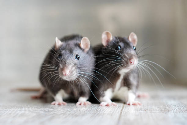 Two black dumbo rats together on a wooden table
