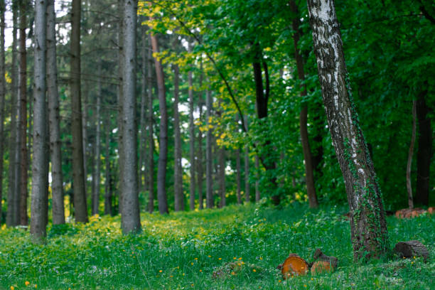 empty natural forest edge landscape summer idyllic grass lawn with trees and green foliage environment