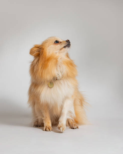 istock Pomeranian - Studio Portraits on White - Looking to the Side - Full Length 2188412731