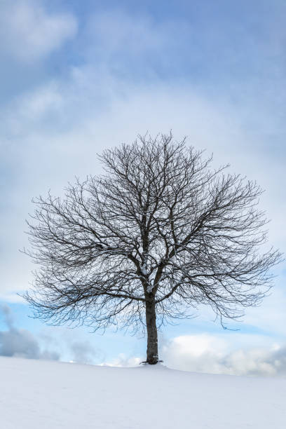 Winter tree
