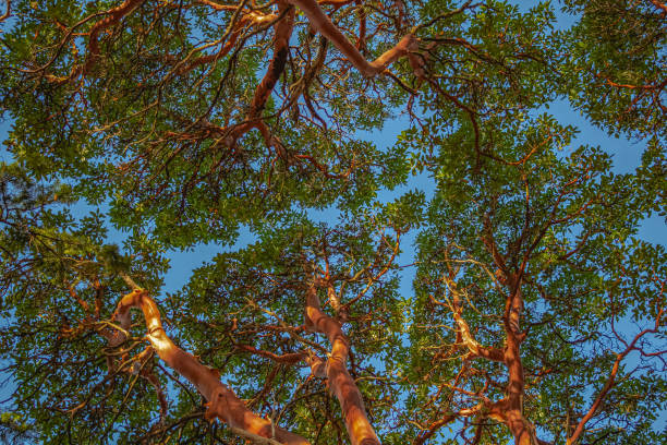 Pacific Madrona Arbutus Tree Southern British Columbia.