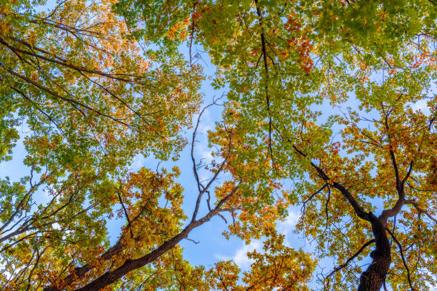 istock Looking skyward through colorful fall tree branches. Natural pattern of autumn tree crown and sky. Fall Colors. Bottom view of tree branches with changing leaves 2188413177