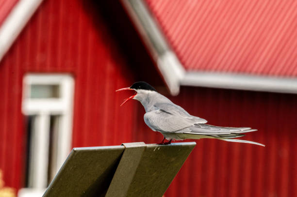 A beautiful Arctic Tern (Küstenseeschwalbe) perched on a wooden fence against the vibrant backdrop of a traditional red Icelandic house. The scene combines stunning wildlife with rural Nordic charm, perfect for travel and nature-themed imagery.