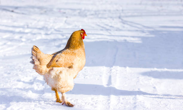 istock Chicken, hen in winter in the snow 2188413920