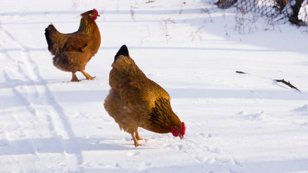 istock Chicken, hen in winter in the snow 2188413935
