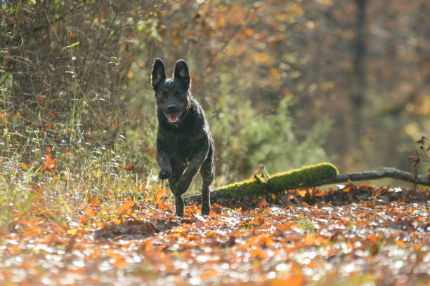 istock Black mixed-breed dog running in the forest, looking toward the camera 2188414592