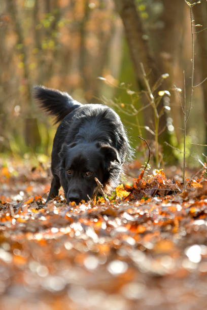 A curious black retriever exploring the autumn foliage in the forest. Its snout is buried in the leaves while it glances at the camera, highlighting the bond between dogs and their environment.