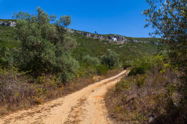 istock A winding dirt path leading through a lush, green forest with a clear blue sky in the background 2188415599