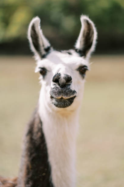 istock Fluffy white and brown llama stands in a pasture. Portrait 2188415675