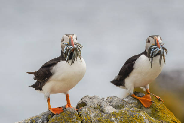 istock Two Atlantic Puffins with beaks full of sand eels. 2188415855