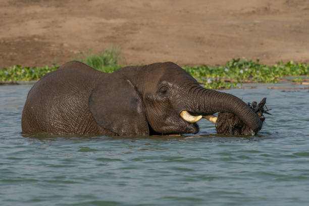 istock African elephant (Loxodonta africana) in water eating water plants. 2188416102