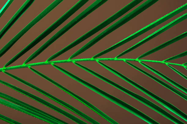 Close-up view of tropical palm leaf details with vibrant green hues