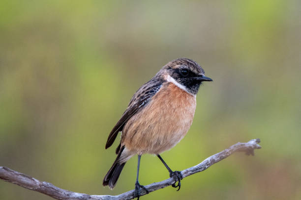 istock Portraoit of a common stonechat 2188418245