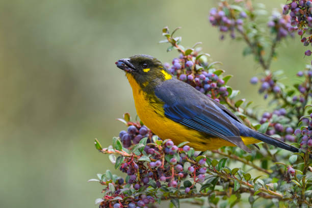 istock Lacrimose Mountain Tanager, anisognathus lacrymosus. 2188419561
