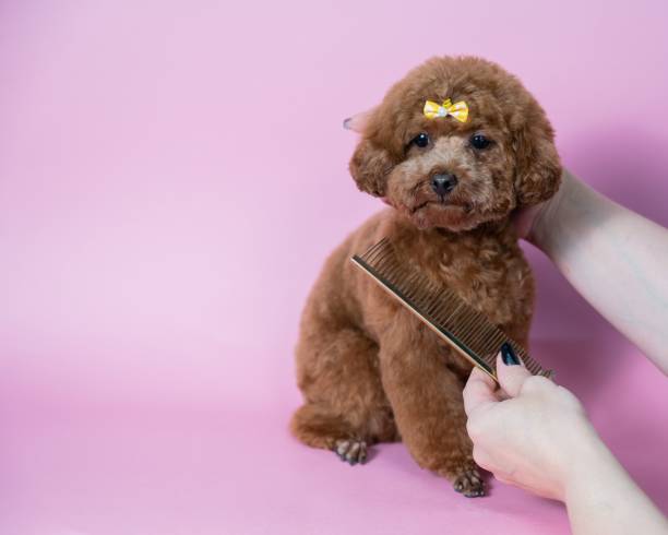 istock Woman combing a cute poodle on a pink background. 2188419742