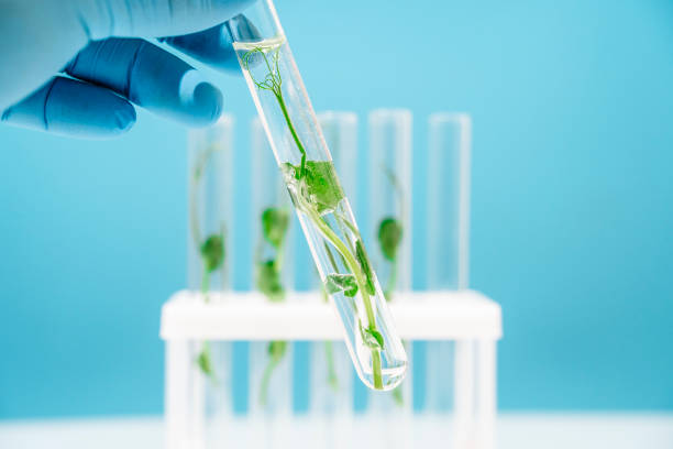 istock Bioengineering lab. Plant in a test tube in a scientific laboratory 2188420008