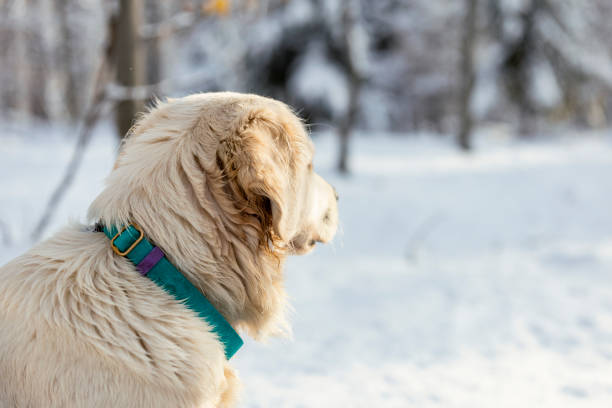 Cute golden retriever dog walking outdoors in winter.