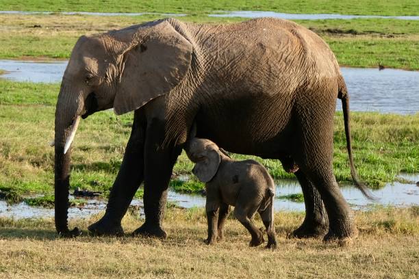 istock Mom and Baby Elephants 2188426151