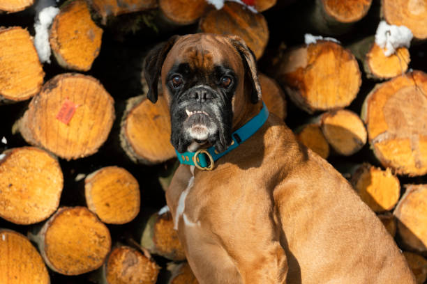 Cute Boxer dog walking outdoors in winter.