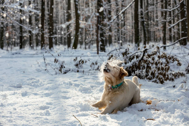 Cute golden retriever dog walking outdoors in winter.