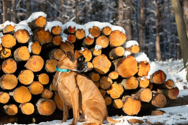 Cute Boxer dog walking outdoors in winter.
