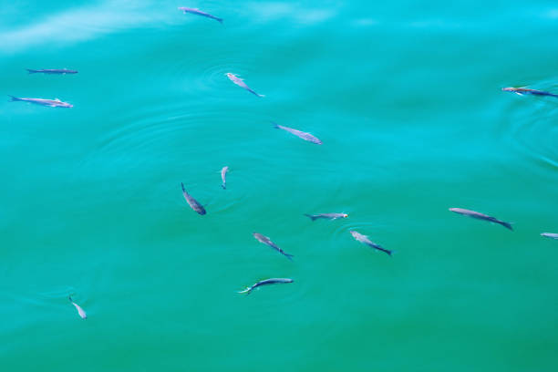 Small fish swimming gracefully near the surface of a clear, turquoise body of water, creating a peaceful and serene underwater scene
