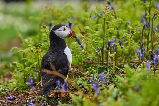 Atlantic Puffins from Skomer Island, Wales