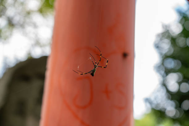Close up view of the spider crawling on the web