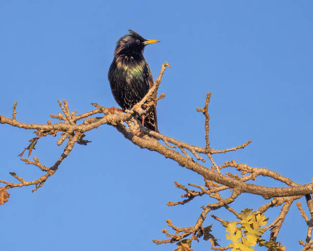 istock European Starling 2188432435