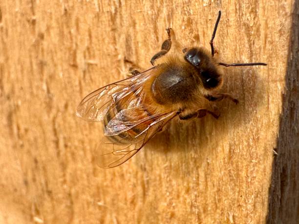 istock Close up of a honey bee from top view 2188433439