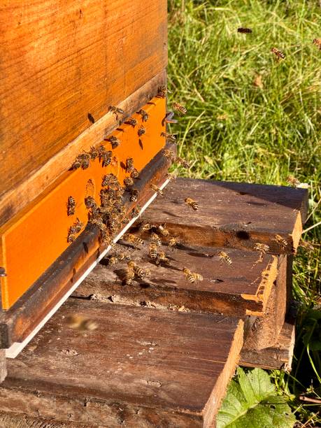 istock Entry of a wooden beehive 2188433677