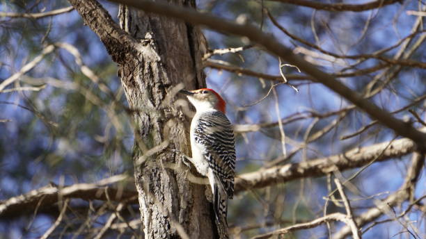 istock Red-bellied woodpecker, Woodpecker 2188434035