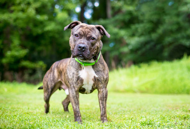 istock A brindle Pit Bull Terrier mixed breed dog listening with a head tilt 2188434058