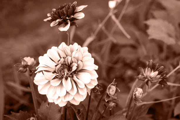 Flowers of dahlia in the garden. Demonstrating the colors of 2025 - Mocha Mousse.