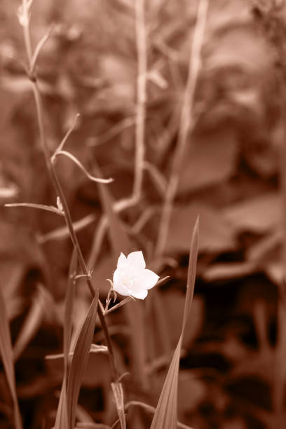 Bluebell flowers in the garden. Demonstrating the colors of 2025 - Mocha Mousse.