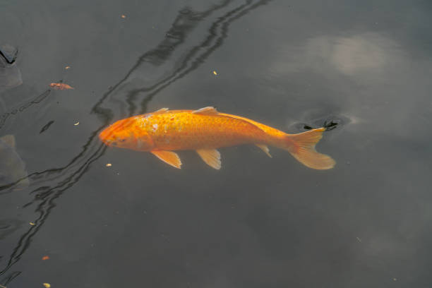 istock View of the koi fish in the pond 2188435308