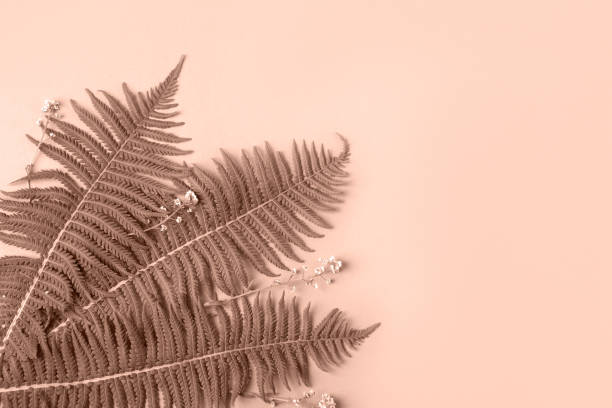 Dried fern plant creating a soft shadow on a textured pink wall, minimalist still life