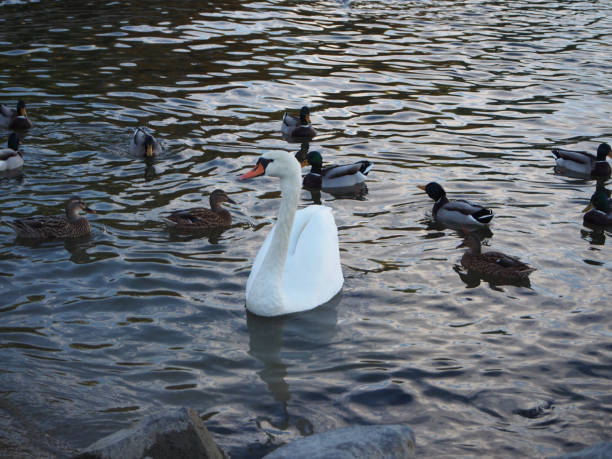 istock One single mute swan (cygnus olor) swimming in front of by mallards (Anas platyrhynchos) 2188438669