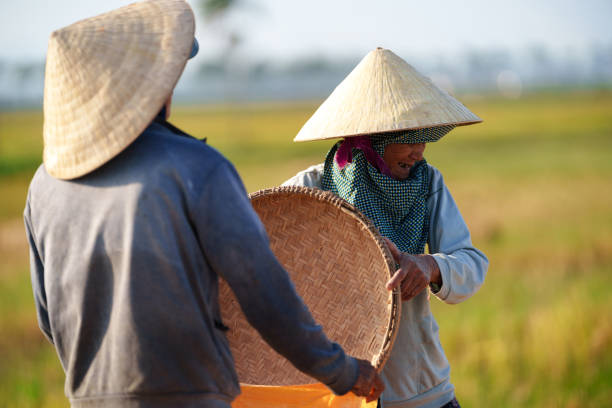 Hoi An, Vietnam -  May, 09, 2024: Farmers harvesting rice. Vietnam is one of the top rice producers in the world