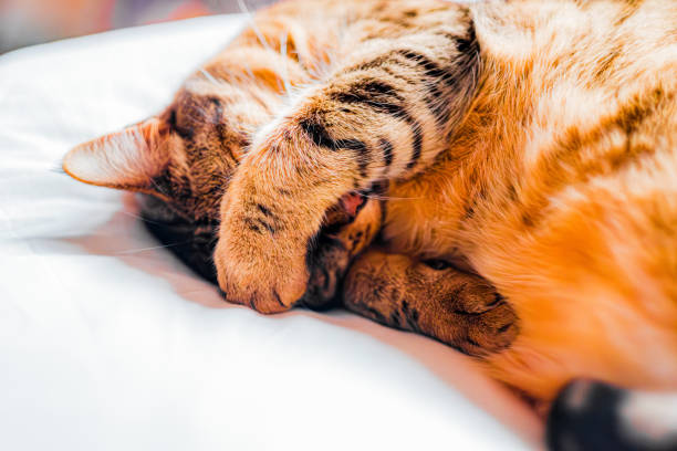 istock Adorable Tabby Cat Sleeping with Paw Covering Face, Relaxing on a Cozy White Blanket, Creating a Warm and Comfortable Atmosphere, Perfect for Cat Lovers and Pet Enthusiasts Searching for Serenity 2188440293