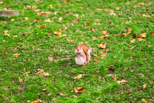 A charming red squirrel is captured feasting on a nut on a vibrant green lawn covered with scattered autumn leaves, creating a picturesque nature scene in an idyllic park setting.